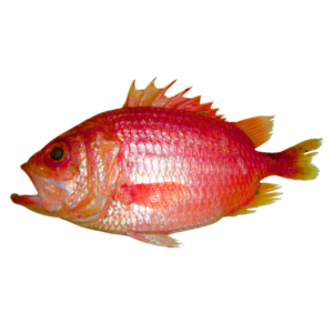 Squirrelfish / Menpachi (松鼠鱼)