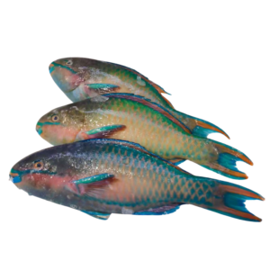 Parrotfish (鹦嘴鱼)