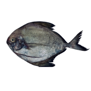 Chinese Pomfret (斗鲳 / 银鲳鱼)