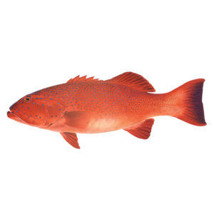 Coral Trout (东星斑)